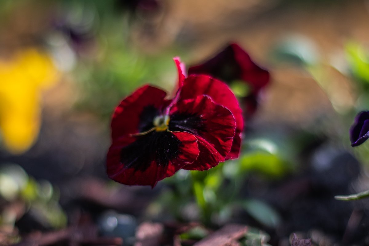 Красочные цветы и правда даже выглядят ароматно