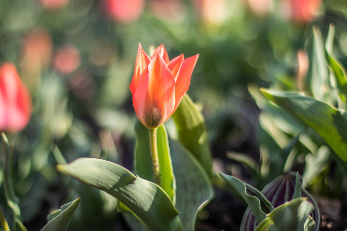 Общая площадь композиций более двух тысяч квадратных метров