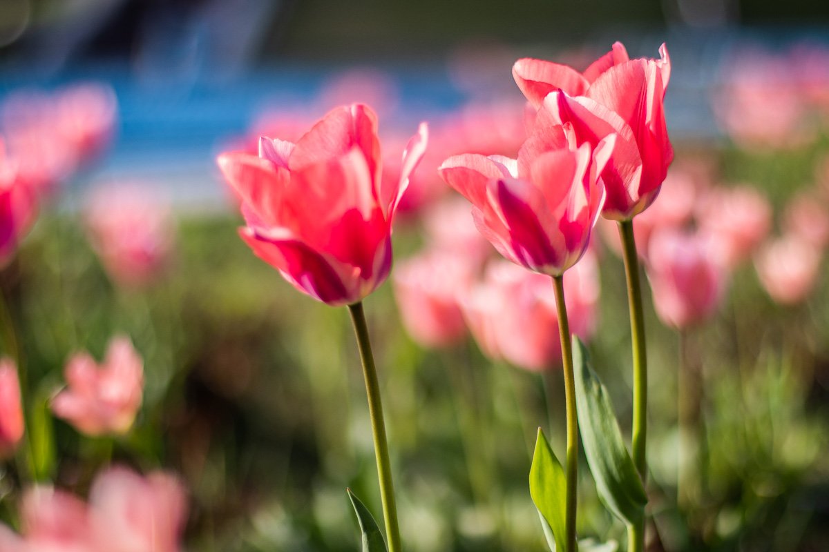 Организаторы мероприятия гарантируют хорошее настроение и красивые фотографии после посещения выставки