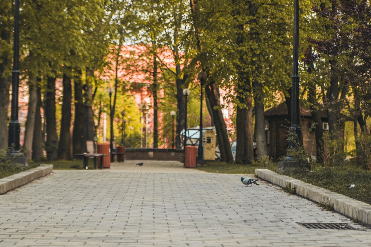 Круче чем вам - единственному выжившему во всем городе - только голубям. Они наконец взяли столицу под полный контроль