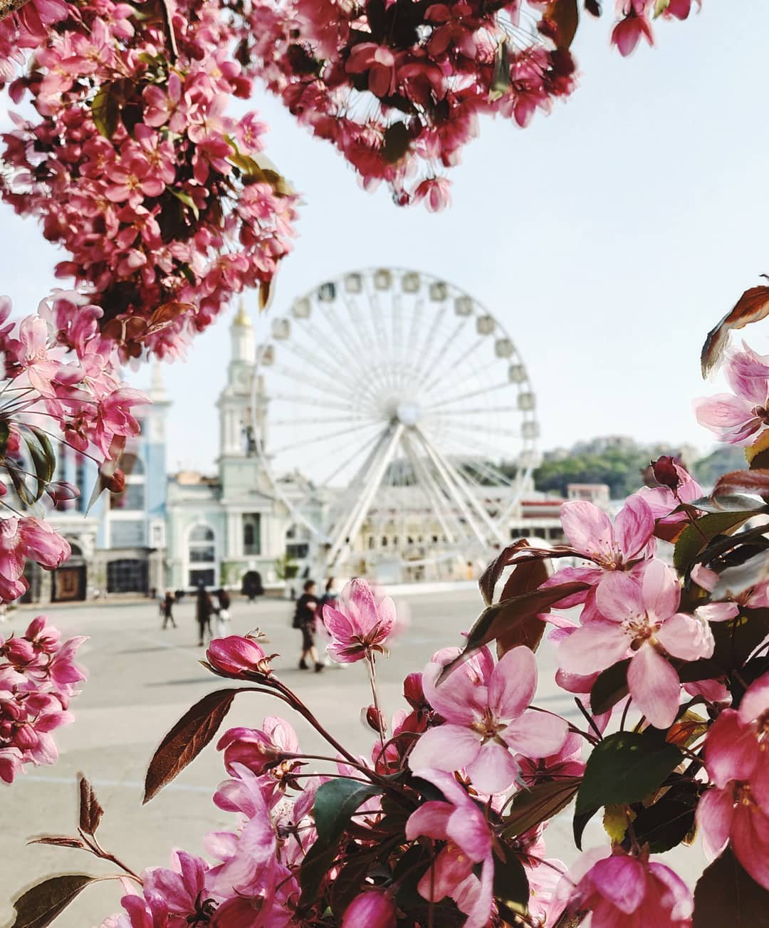 Столица цветет и пахнет. Фото: qulumulus