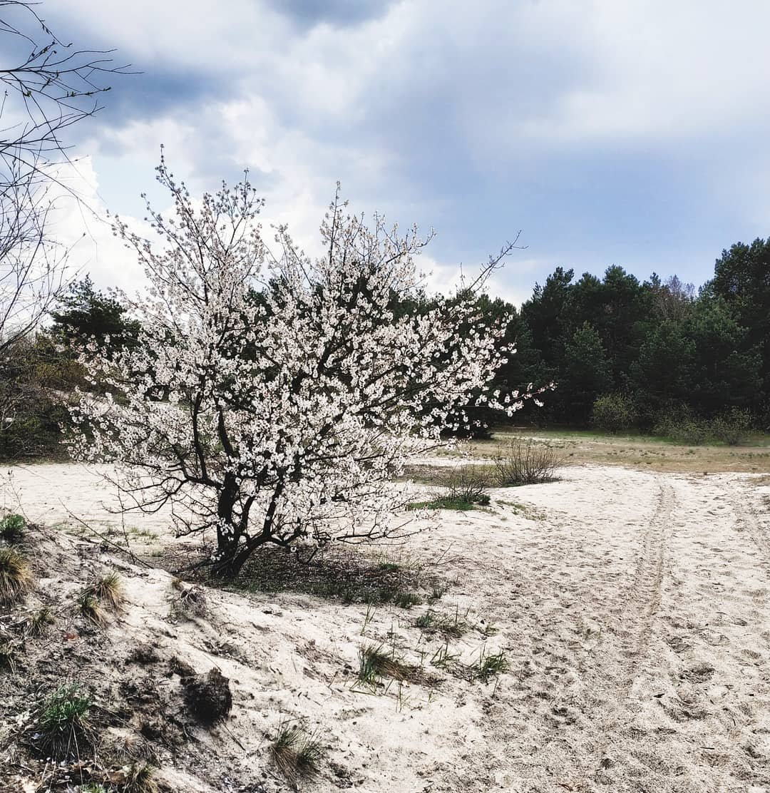 Сначала кажется, будто Труханов остров засыпало снегом. Фото: @qulumulus