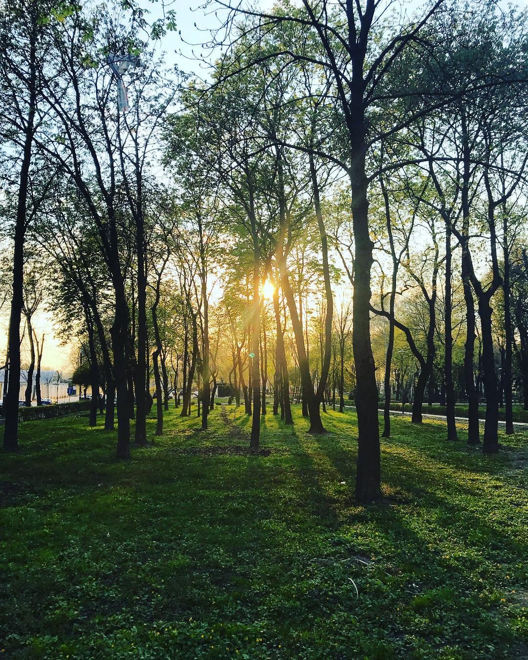 Солнечный свет пробивается сквозь деревья. Фото: taya_traveller