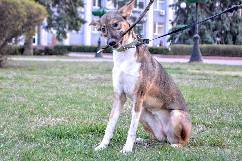 Крошка Бейлиз готова сделать счастливым своего человека