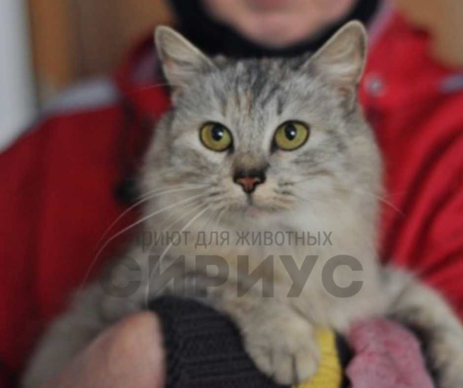 Кошечка Шая без ума от обнимашек 