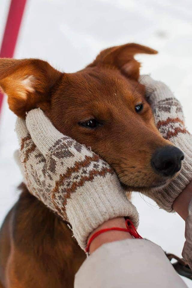 Собачка Алиса слаще "Ириса" 