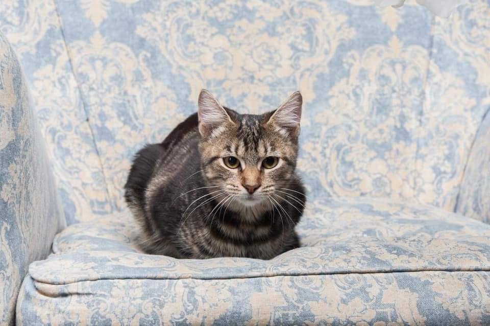 Красавица Сайма ждет любящего хозяина в Киеве 