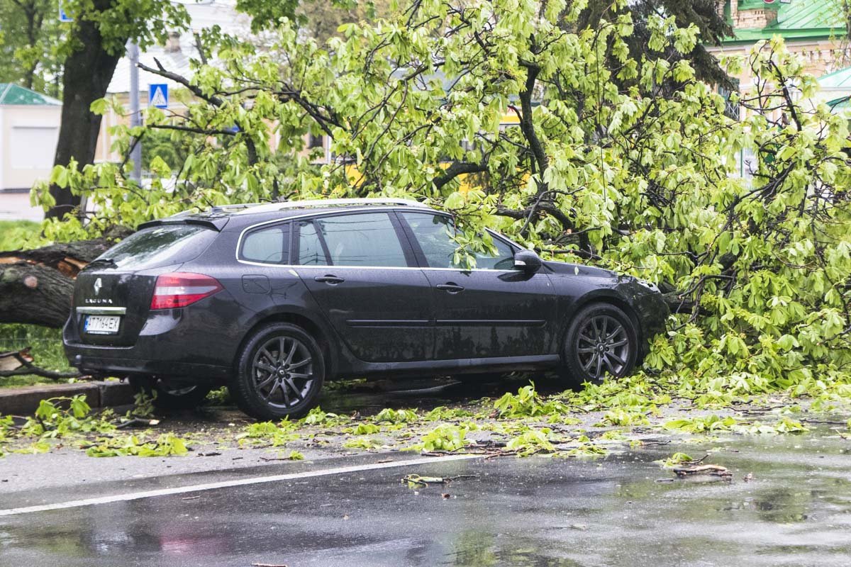 На улице Лаврской дерево упало на припаркованный автомобиль Renault