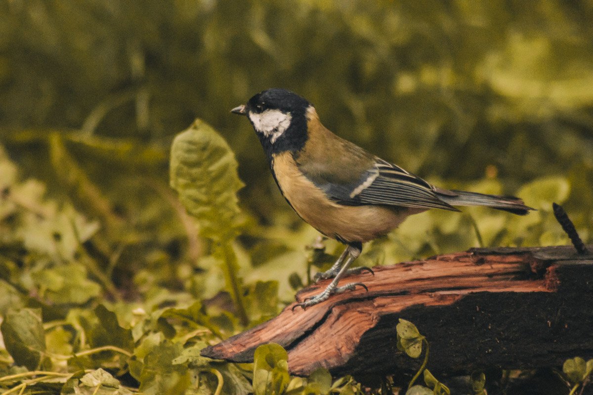 Думает какую же песенку ей спеть сегодня Думает какую же песенку ей спеть сегодня