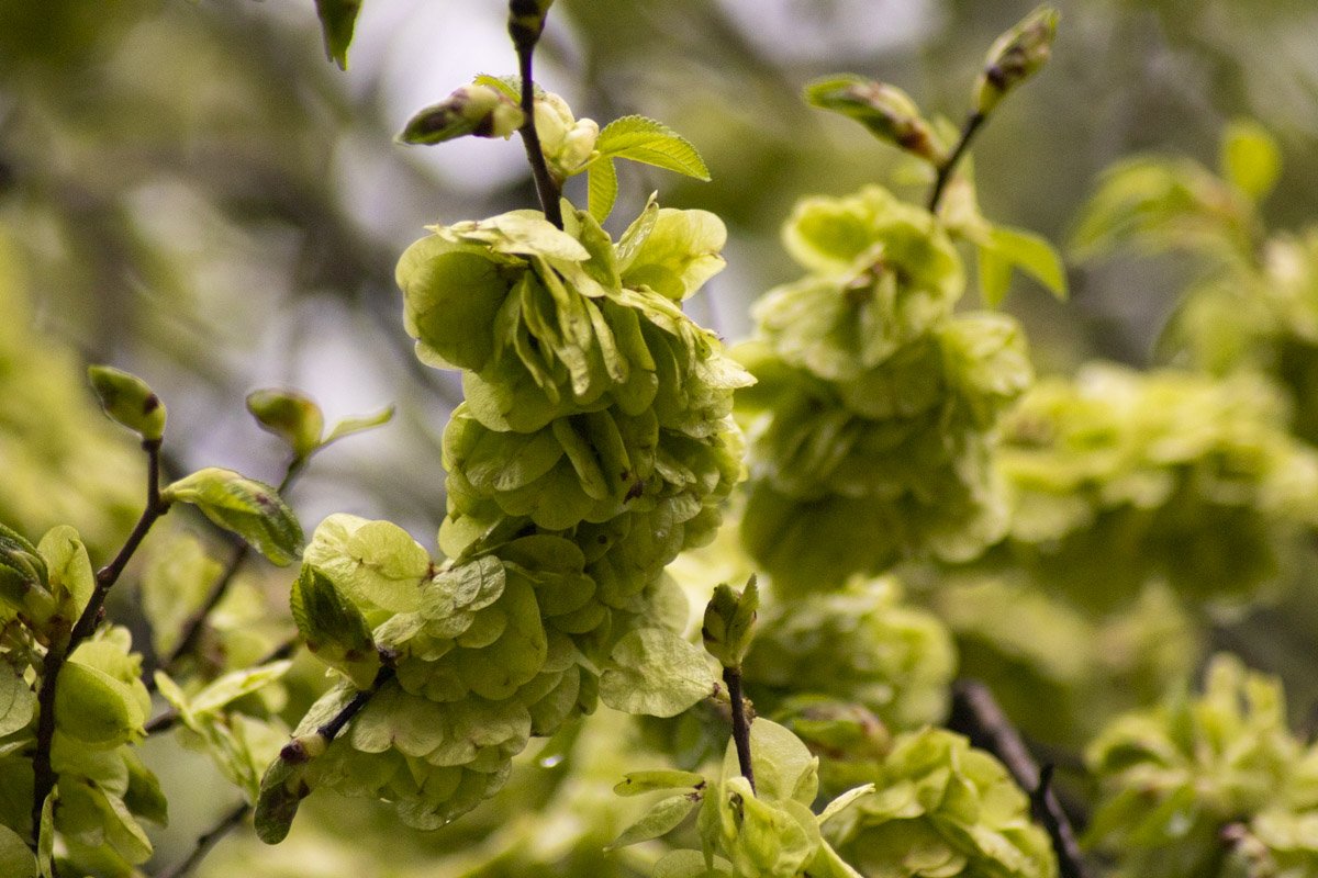 Киевская зеленая сакура Киевская зеленая сакура