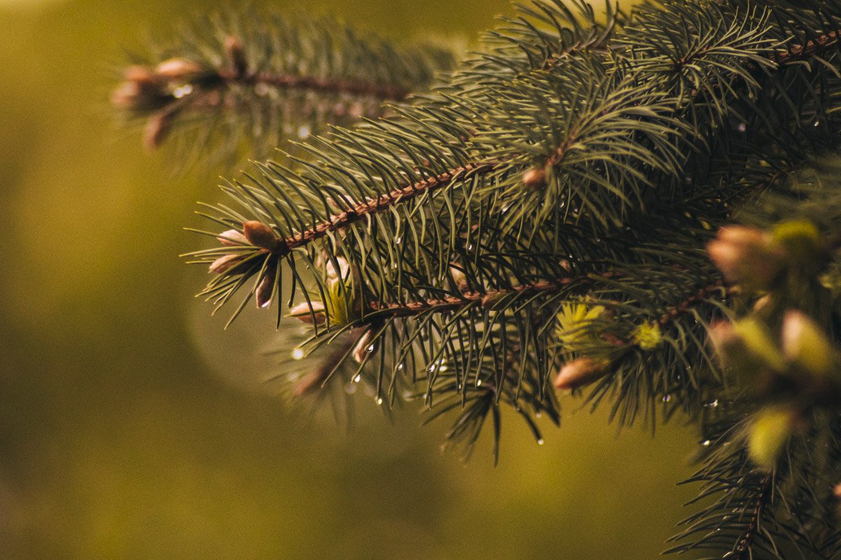Дождь оставил бриллианты на весенних веточках Дождь оставил бриллианты на весенних веточках
