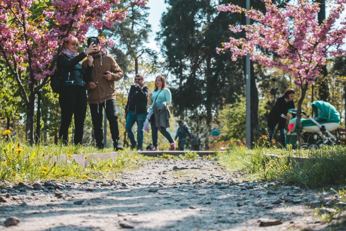 Также засеют территорию газонами и высадят новые деревья и кусты.