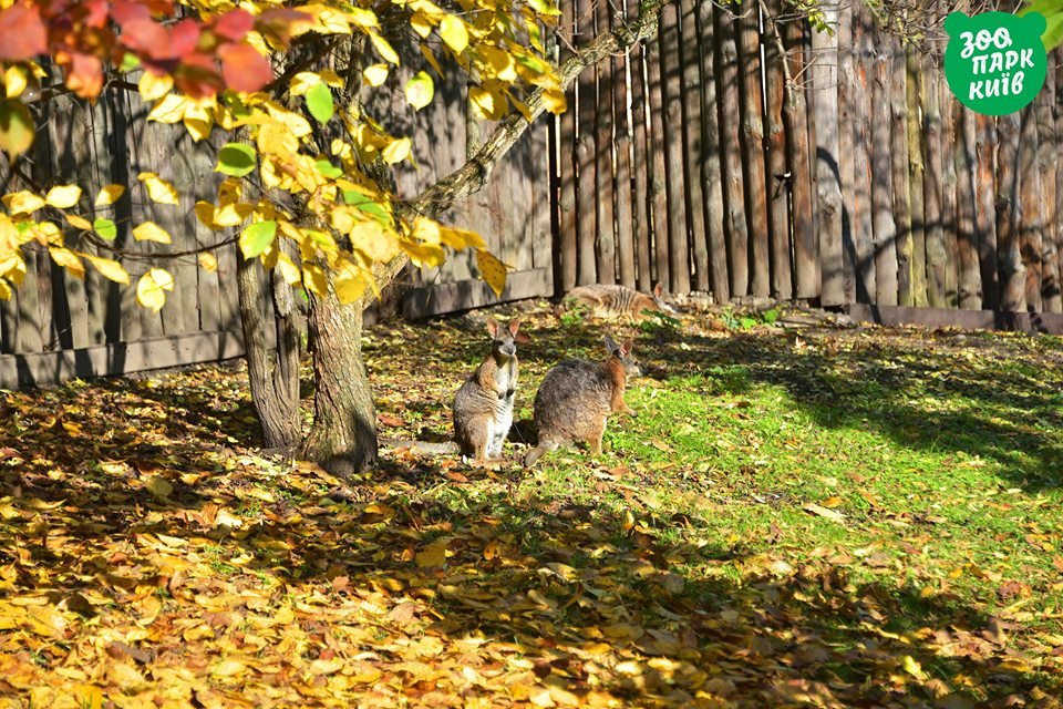 Эй, дружок, за нами кто-то следит