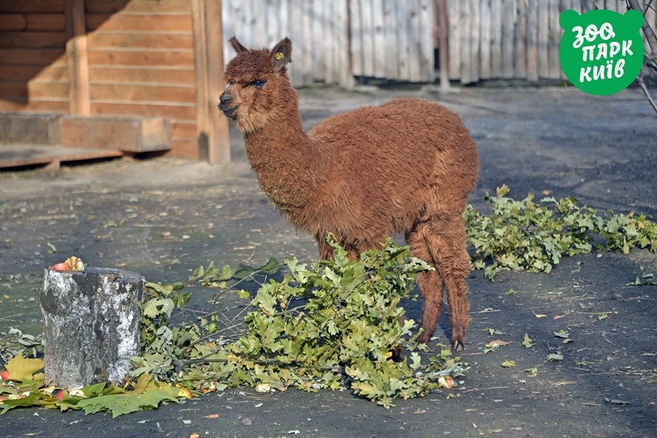 И зимой тепло, и весной тепло в такой шубке