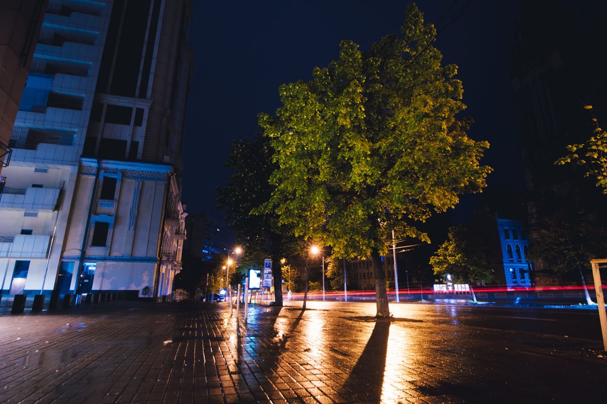 Дерево приготовило свои листочки для капелек дождя Дерево приготовило свои листочки для капелек дождя