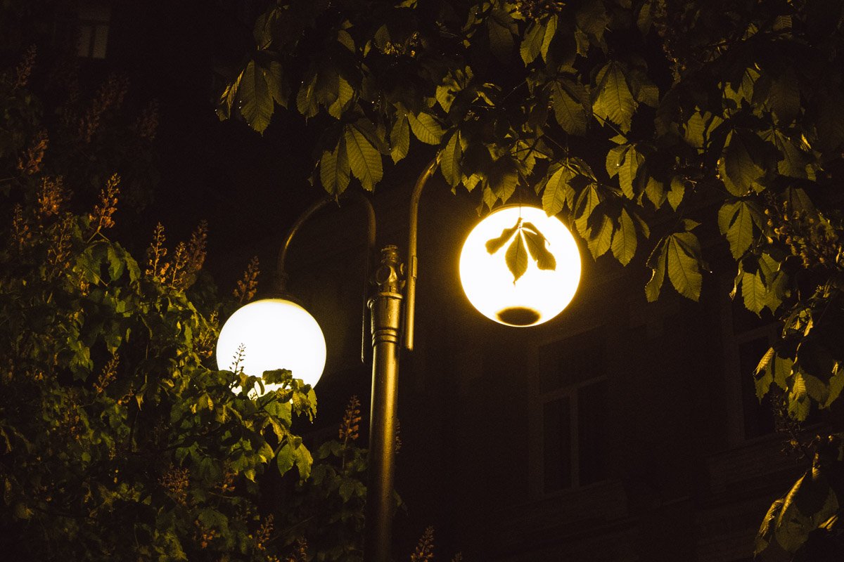 Киевские каштаны красивы и днем, и ночью Киевские каштаны красивы и днем, и ночью