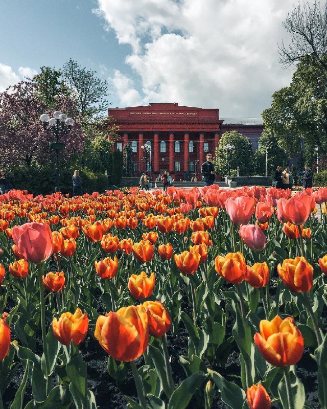 Так выглядит рай, тюльпановый рай. Фото: @zhukevych