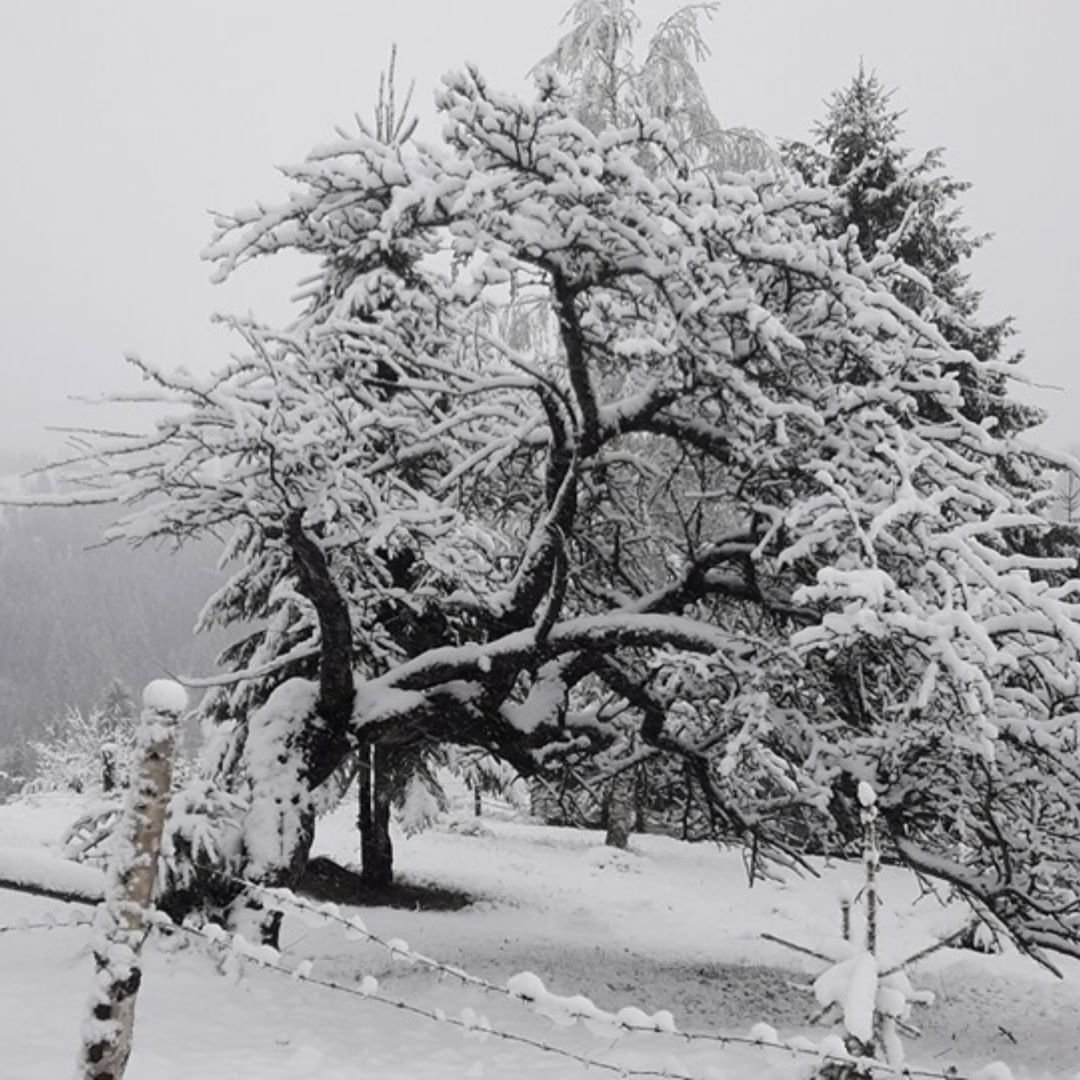 @nagashku удивляется такому обилию снега в мае. Но ведь это и есть часть очарования Карпатской сказки