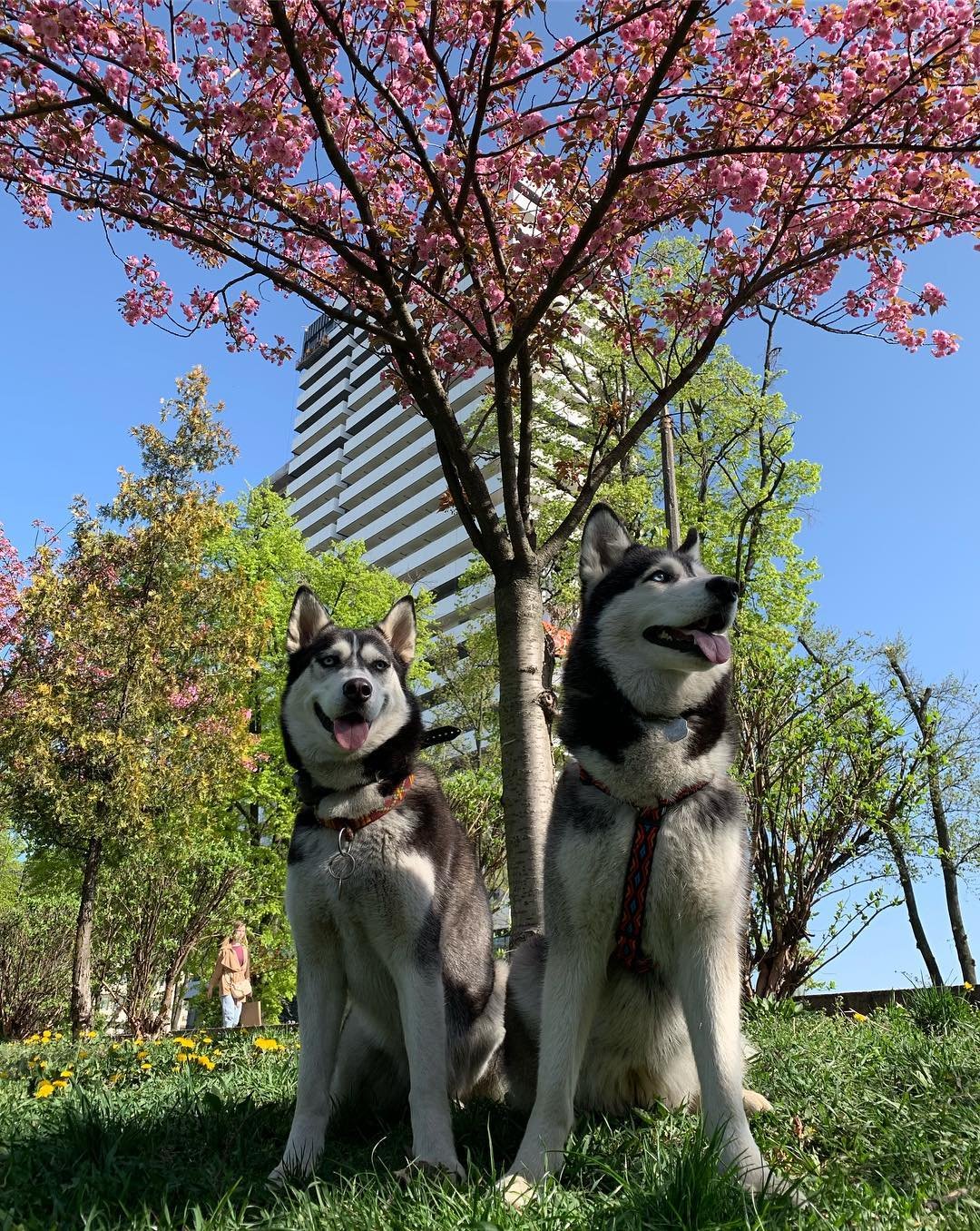 Фото: @kora_the_siberian_husky