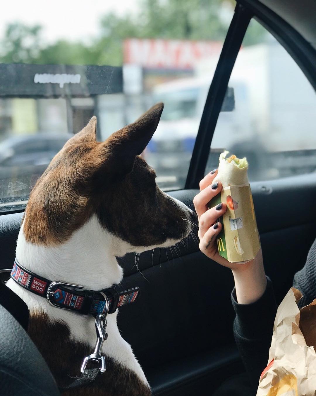 Фото: @shuf.basenji