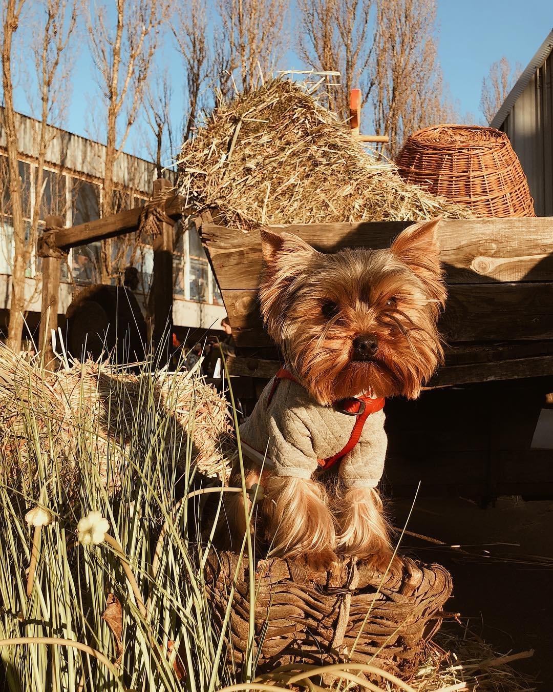 Фото: @al_malinovna