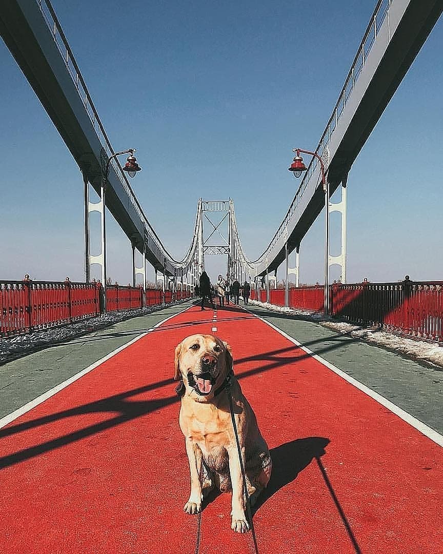 Фото: @bobo_floroomdog