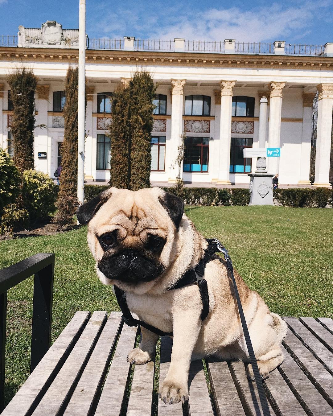 Фото: @rurik_the_pug