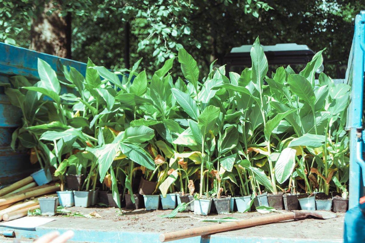 Участники данного события высадили на территории парка более 800 саженцев канн