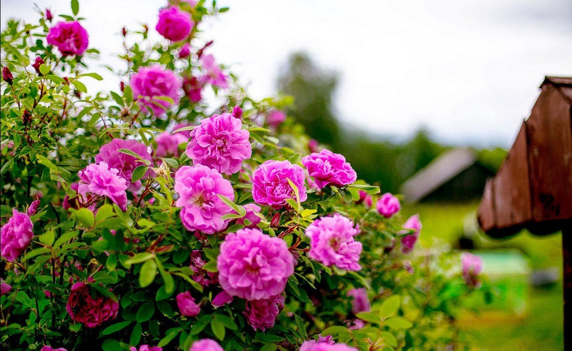 Если ваша мама увлекается цветоводством, то вы можете помочь ей вырастить вот такую красоту Если ваша мама увлекается цветоводством, то вы можете помочь ей вырастить вот такую красоту