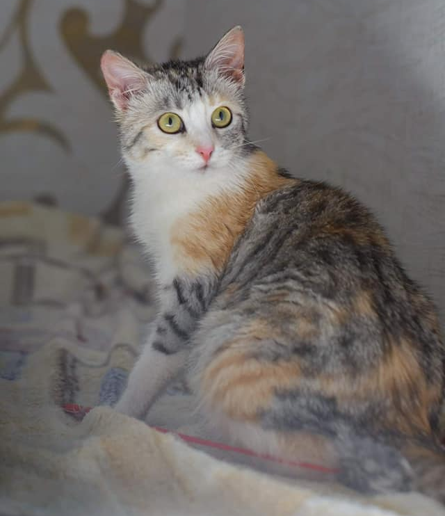Талантливая кошка Яшма ищет дом Талантливая кошка Яшма ищет дом