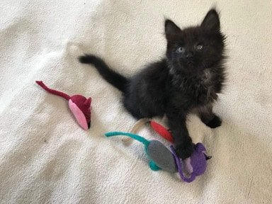 Пушистый котенок Масянька очень хочет стать чьим-то лучшим другом Пушистый котенок Масянька очень хочет стать чьим-то лучшим другом