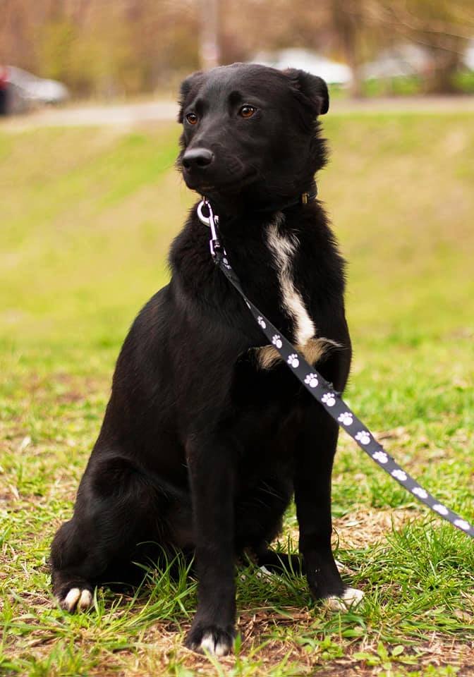 Знакомьтесь, это Сима, девочка с золотым характером и очень красивой внешностью Знакомьтесь, это Сима, девочка с золотым характером и очень красивой внешностью