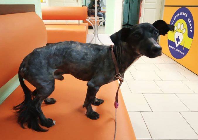 Этого замученного малыша нашли в поле и назвали его Дрэдом Этого замученного малыша нашли в поле и назвали его Дрэдом