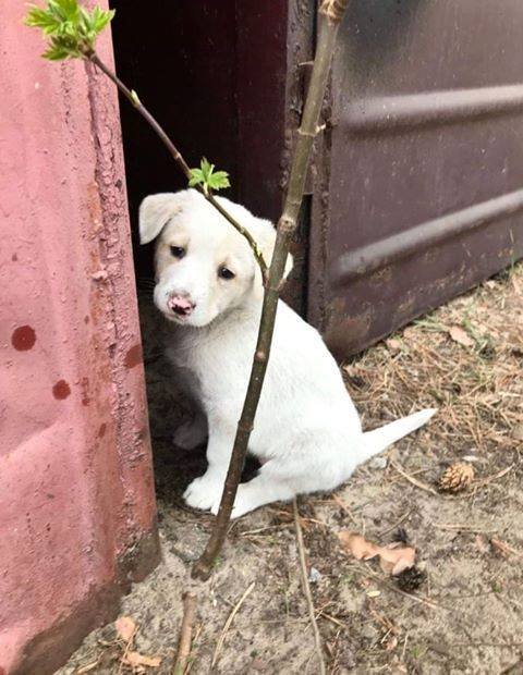 Четыре бездомные малышки с грустным взглядом ищут дом Четыре бездомные малышки с грустным взглядом ищут дом