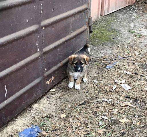 Они живут за гаражом совсем одни Они живут за гаражом совсем одни