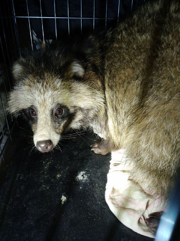 В Киеве владельцы дома в частном секторе обнаружили у себя на участке енота В Киеве владельцы дома в частном секторе обнаружили у себя на участке енота