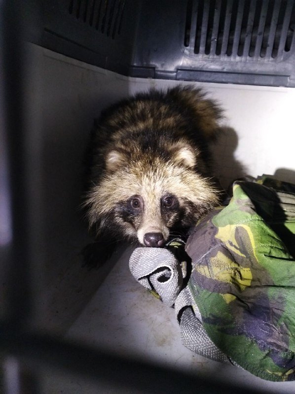 Зверек прятался от всех за в саду за поленницей дров, его заметил пес, который начал громко лаять и привлек внимание людей Зверек прятался от всех за в саду за поленницей дров, его заметил пес, который начал громко лаять и привлек внимание людей