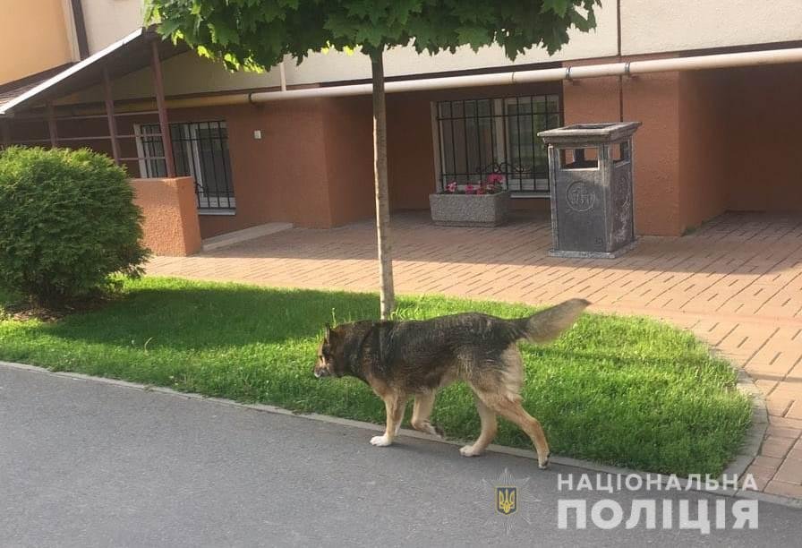 На данный момент правоохранители устанавливают, есть ли у агрессивной собаки хозяин 