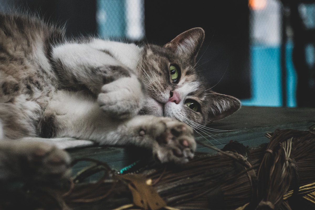 В помещениях предприятия трудятся не только люди, но и коты, которые снабжают работников позитивной энергией В помещениях предприятия трудятся не только люди, но и коты, которые снабжают работников позитивной энергией