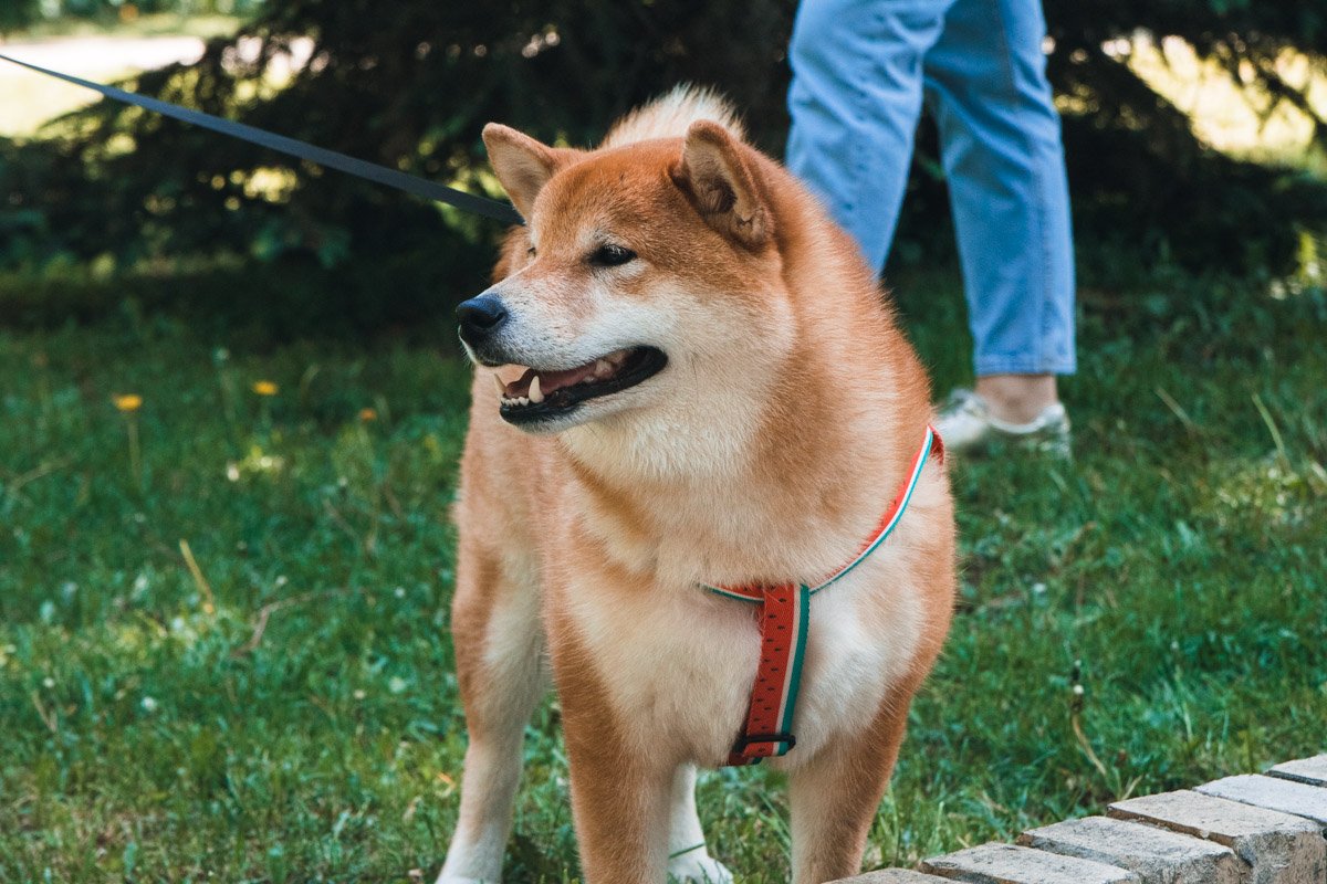 Питомец пивицы по кличке Чичико Питомец пивицы по кличке Чичико