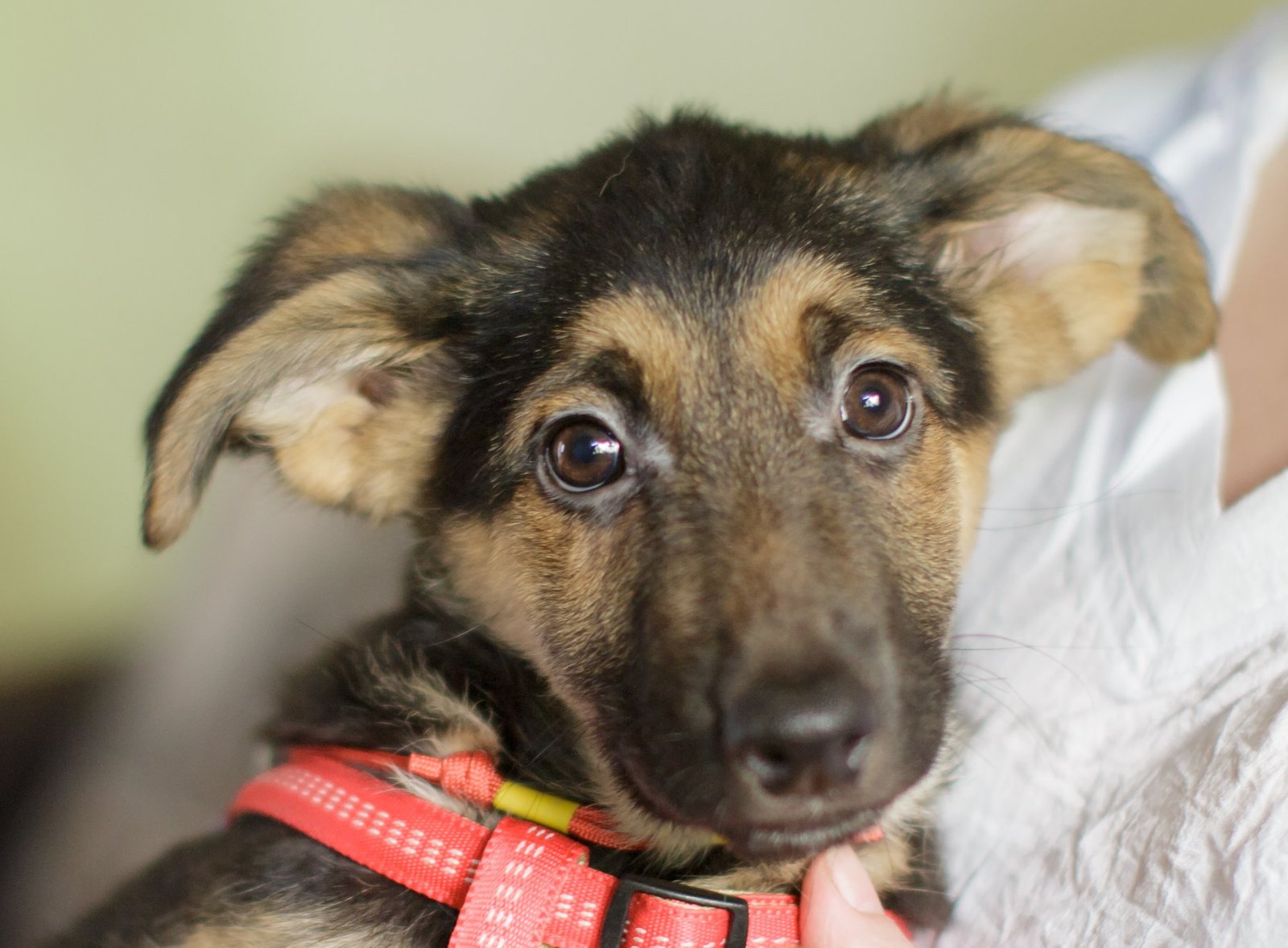 Любопытная Барби мечтает о любимом хозяине 