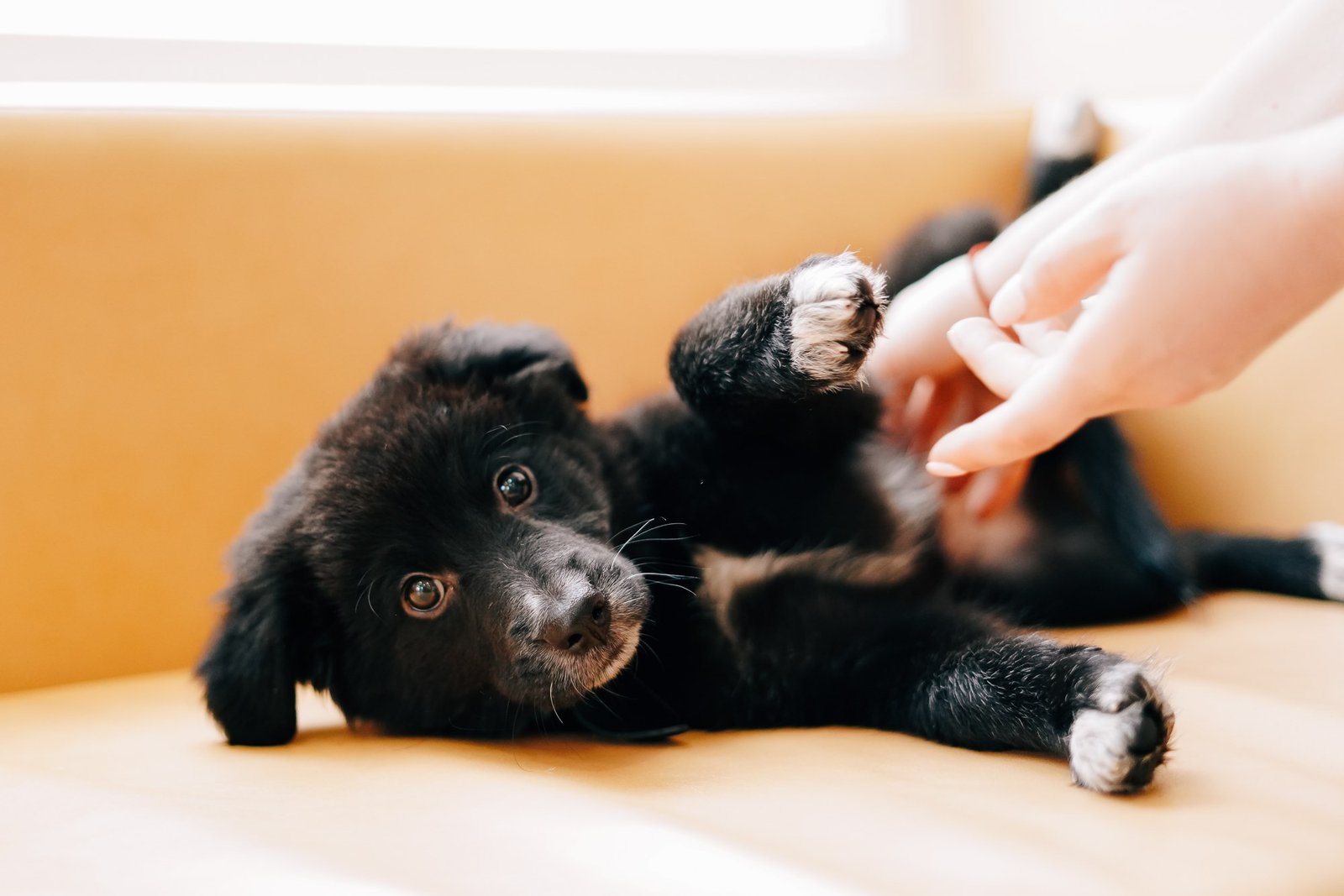 Золушка - самая скромная принцесса