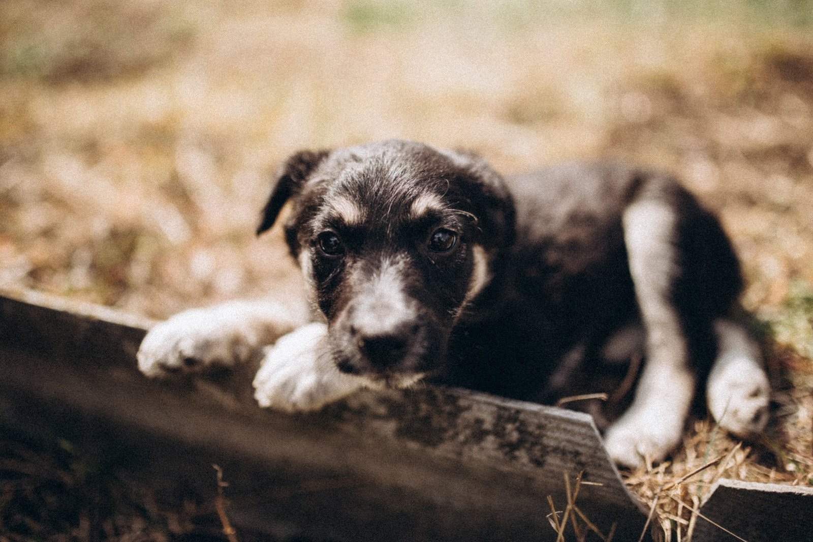 Маленькие карапузы готовы топать по вашему дому 