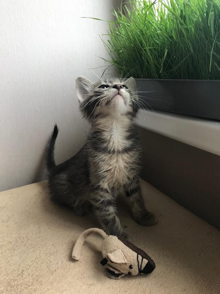 Пушистые супер-герои спасают мир своим позитивом