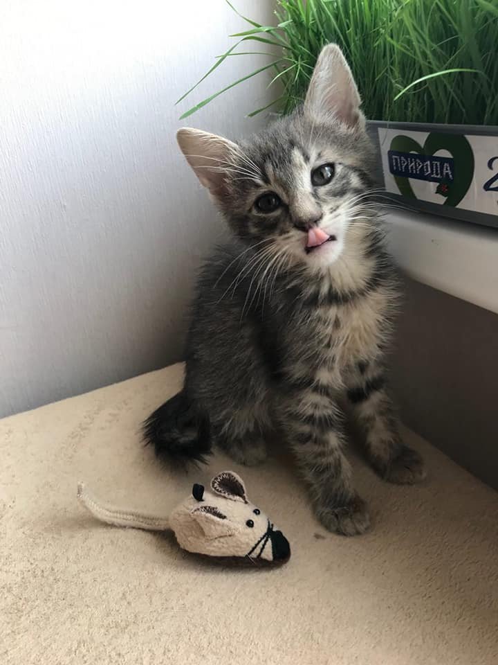 Ласковые малыши мечтают мурлыкать на ушко любимому хозяину 