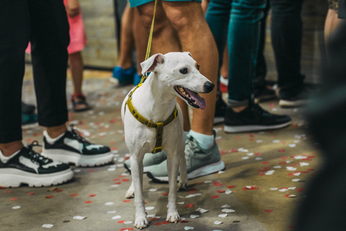 А что, собачьи лица тоже важны!
