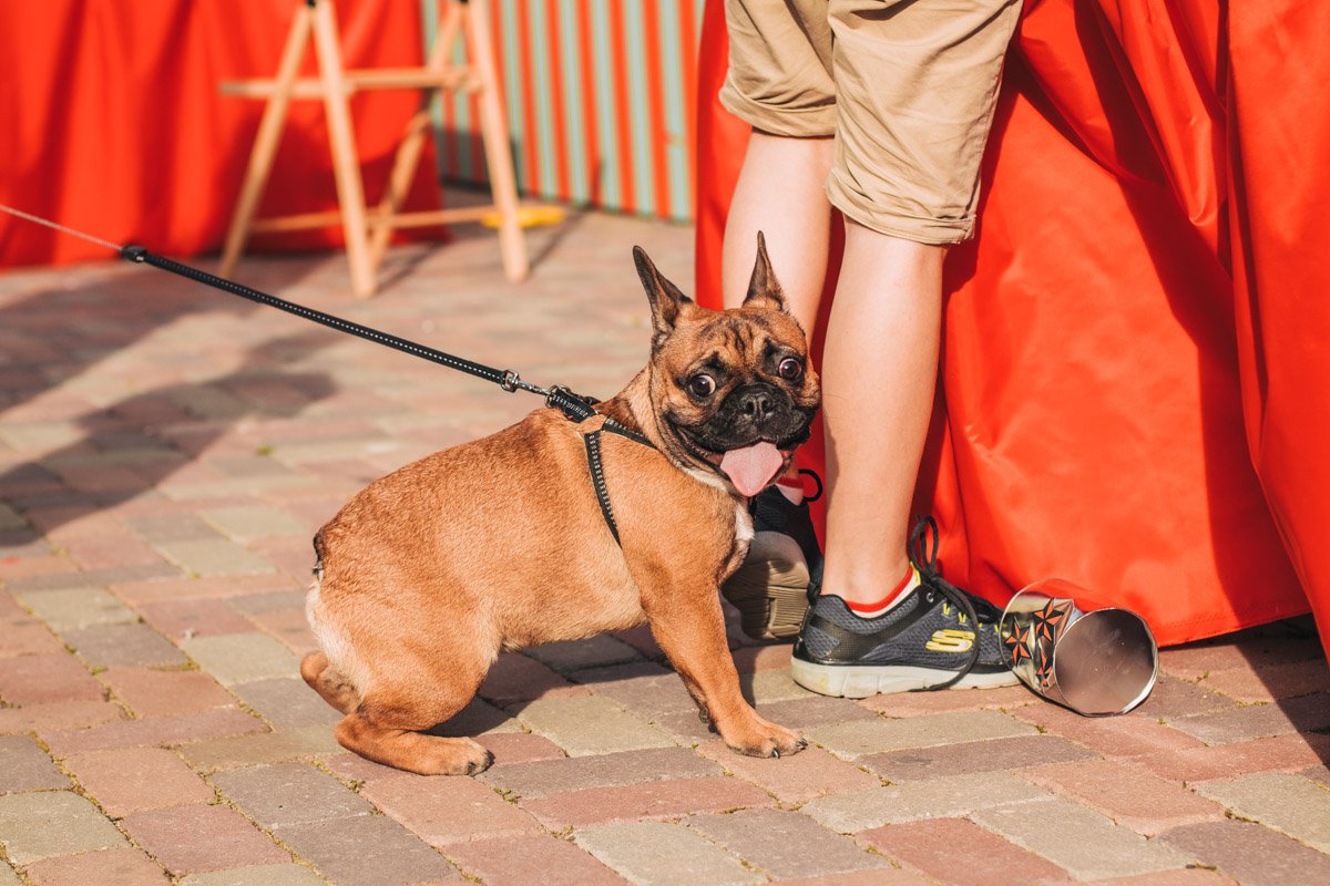 И еще один четверолапый друг