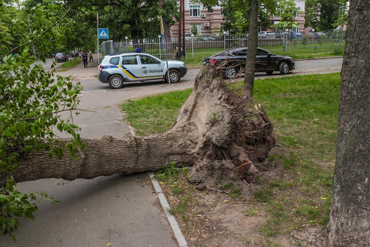 21 мая в Киеве на пересечении улиц Крамского и Львовской упало дерево 21 мая в Киеве на пересечении улиц Крамского и Львовской упало дерево
