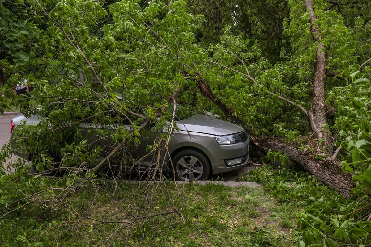 Оно придавило припаркованный автомобиль Skoda Rapid Оно придавило припаркованный автомобиль Skoda Rapid