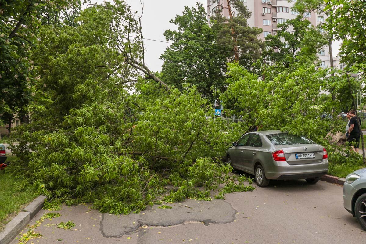 Ствол и крона дерева упали поперек улицы Крамского и остановили движение машин Ствол и крона дерева упали поперек улицы Крамского и остановили движение машин